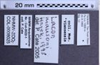 Etikette zu Lacon mausoni (NHMW-ZOO-COL-0008025)